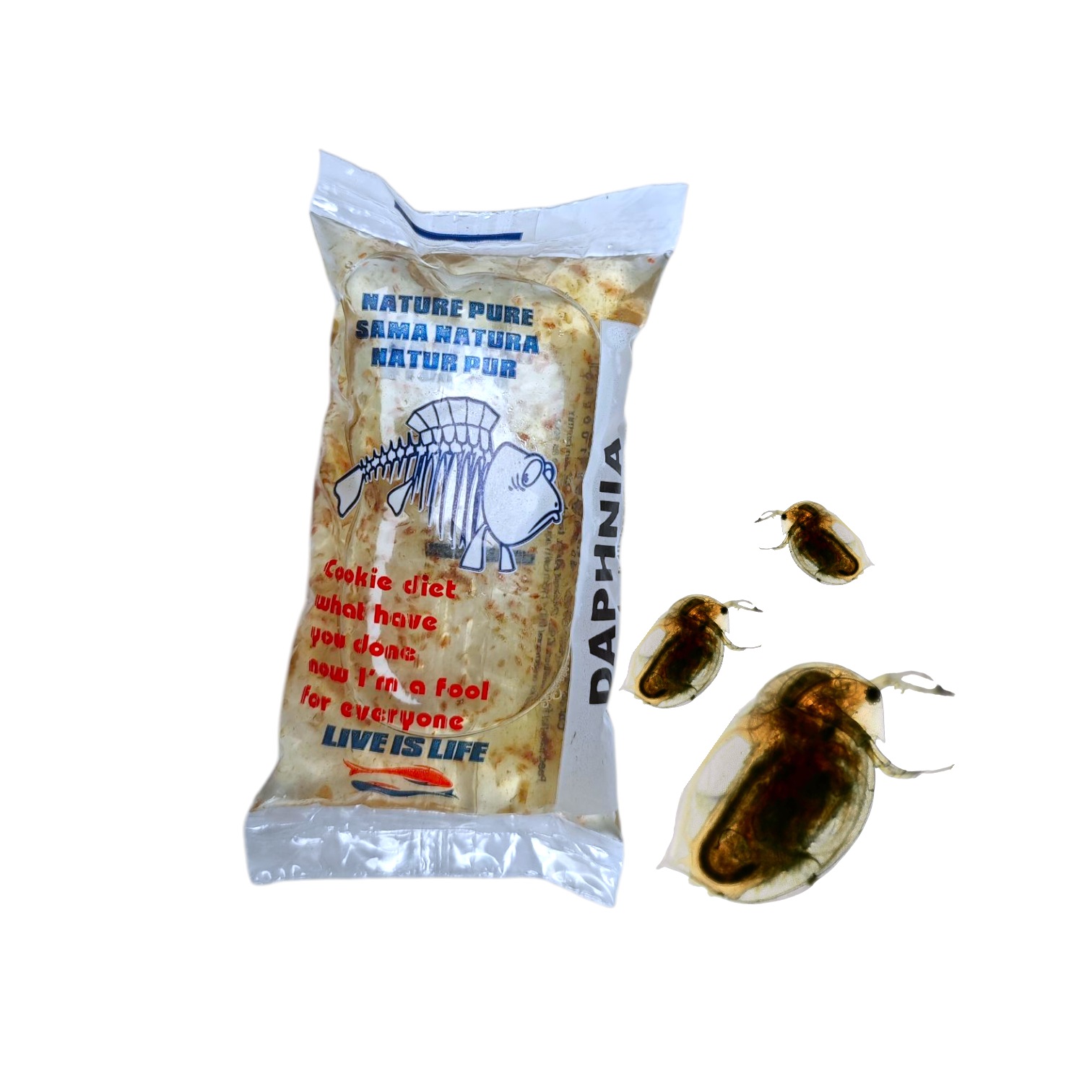 Wasserflöhe (Daphnia Pulex) 