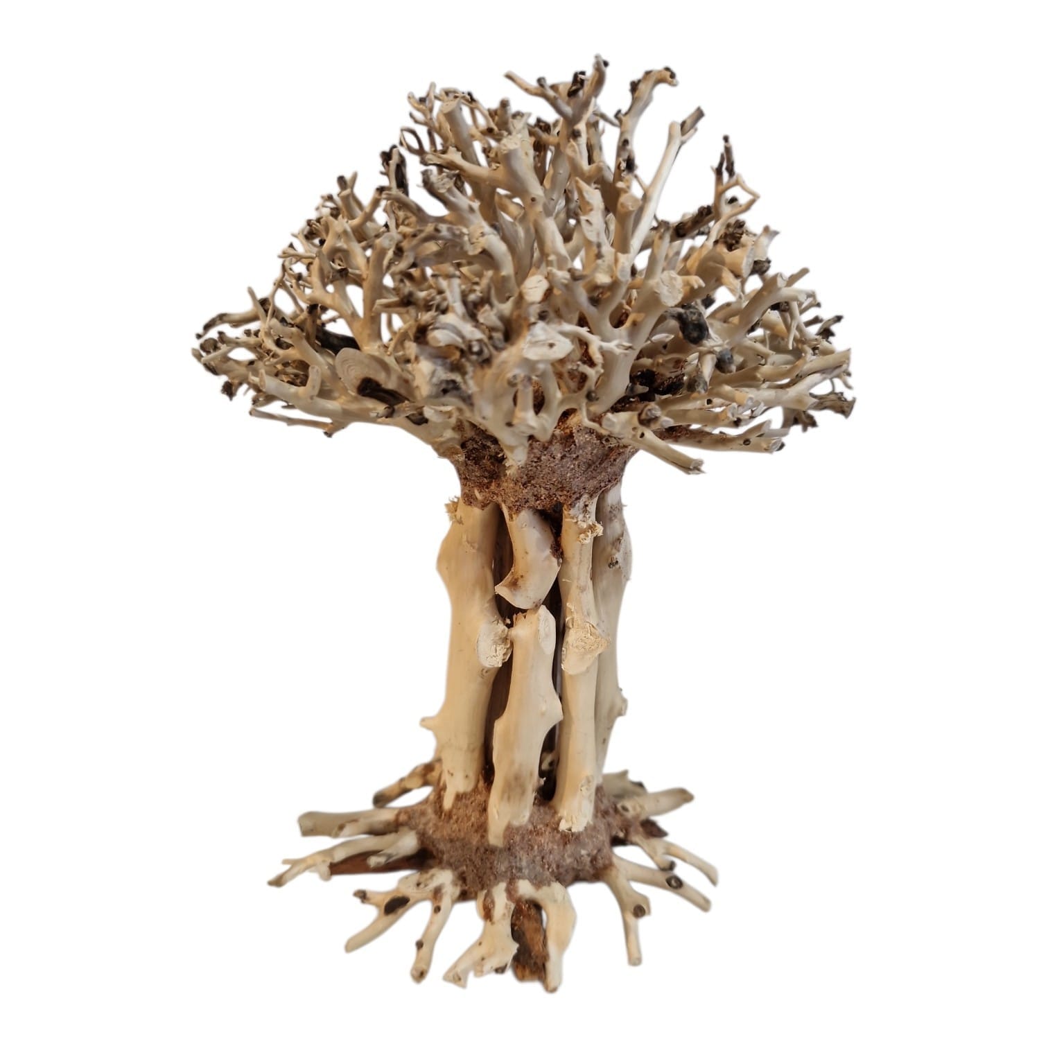 Mammutbaum L - Aquascaping Baum für Moos