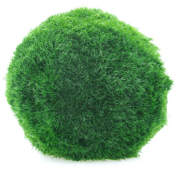 Mooskugel Aegagropila Linnaei 4-7 cm