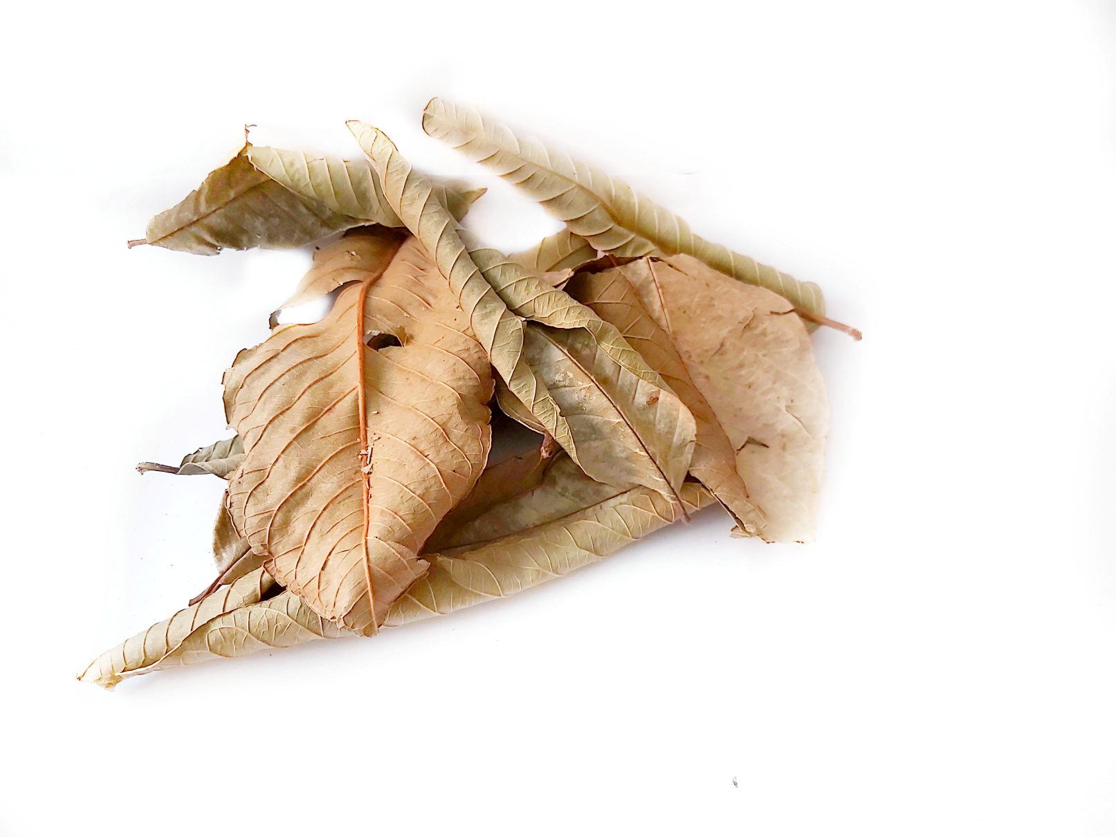 Guaveblätter grün - glatt 10 Stück | Guava leaves