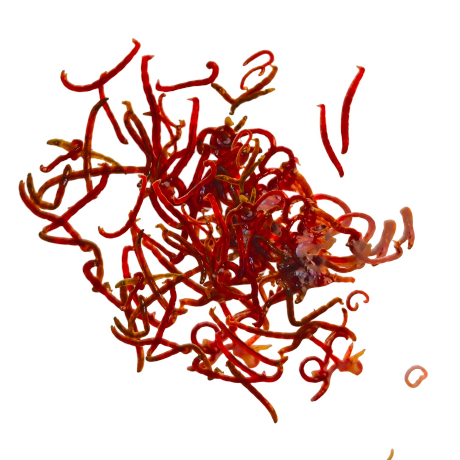 Rote Mückenlarven