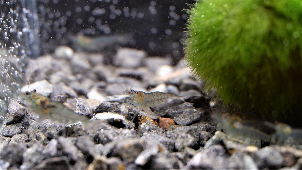 Süßwasser Futtergarnelen für Zierfische