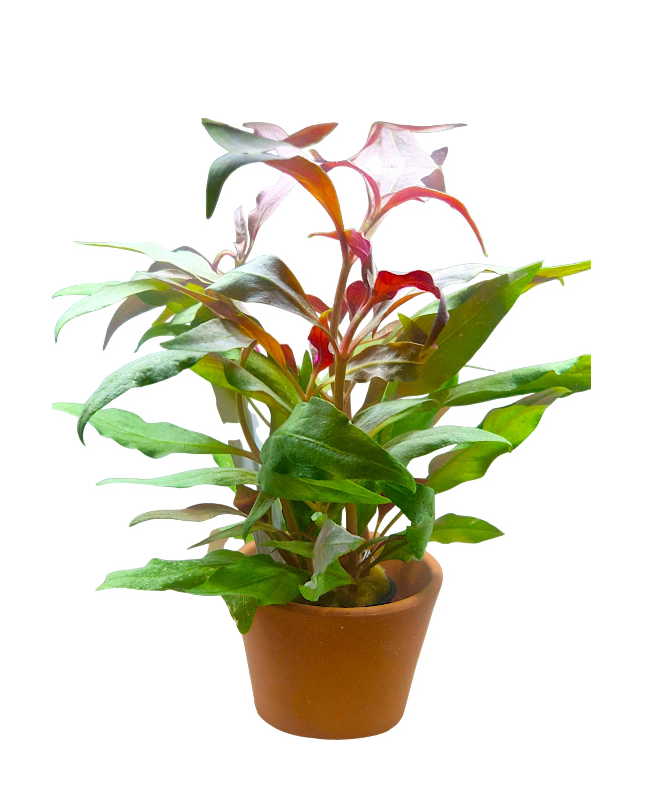 Kleines Papageienblatt - Alternanthera reineckii 