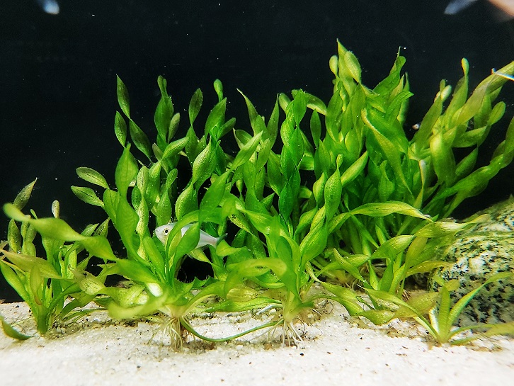 gedrehte Wasserschraube - Vallisneria asiatica