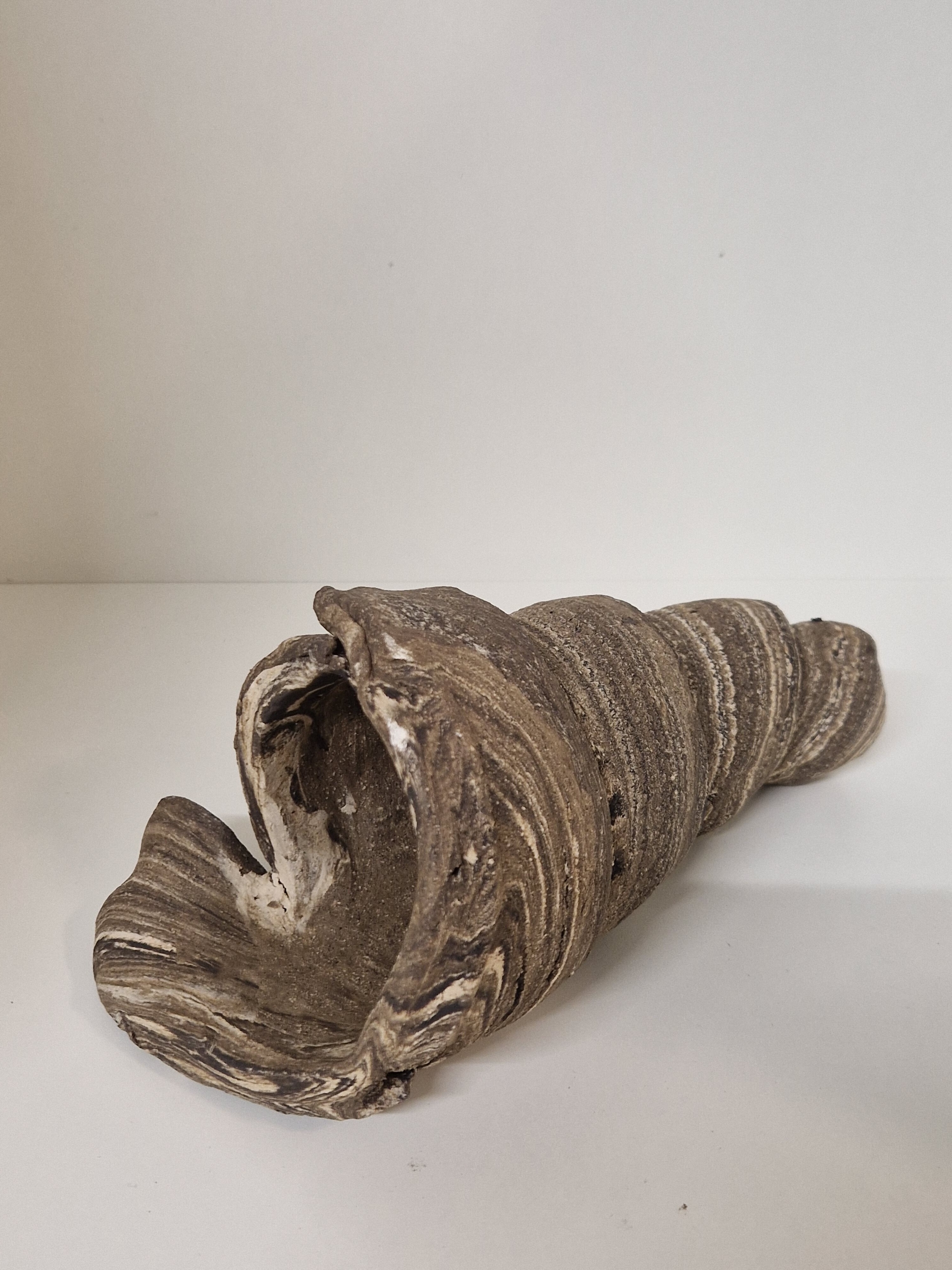 Welshöhle Snail