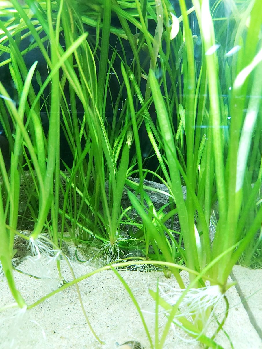 Schmalblättrige Vallisnerie - Vallisneria nana "spiralis"