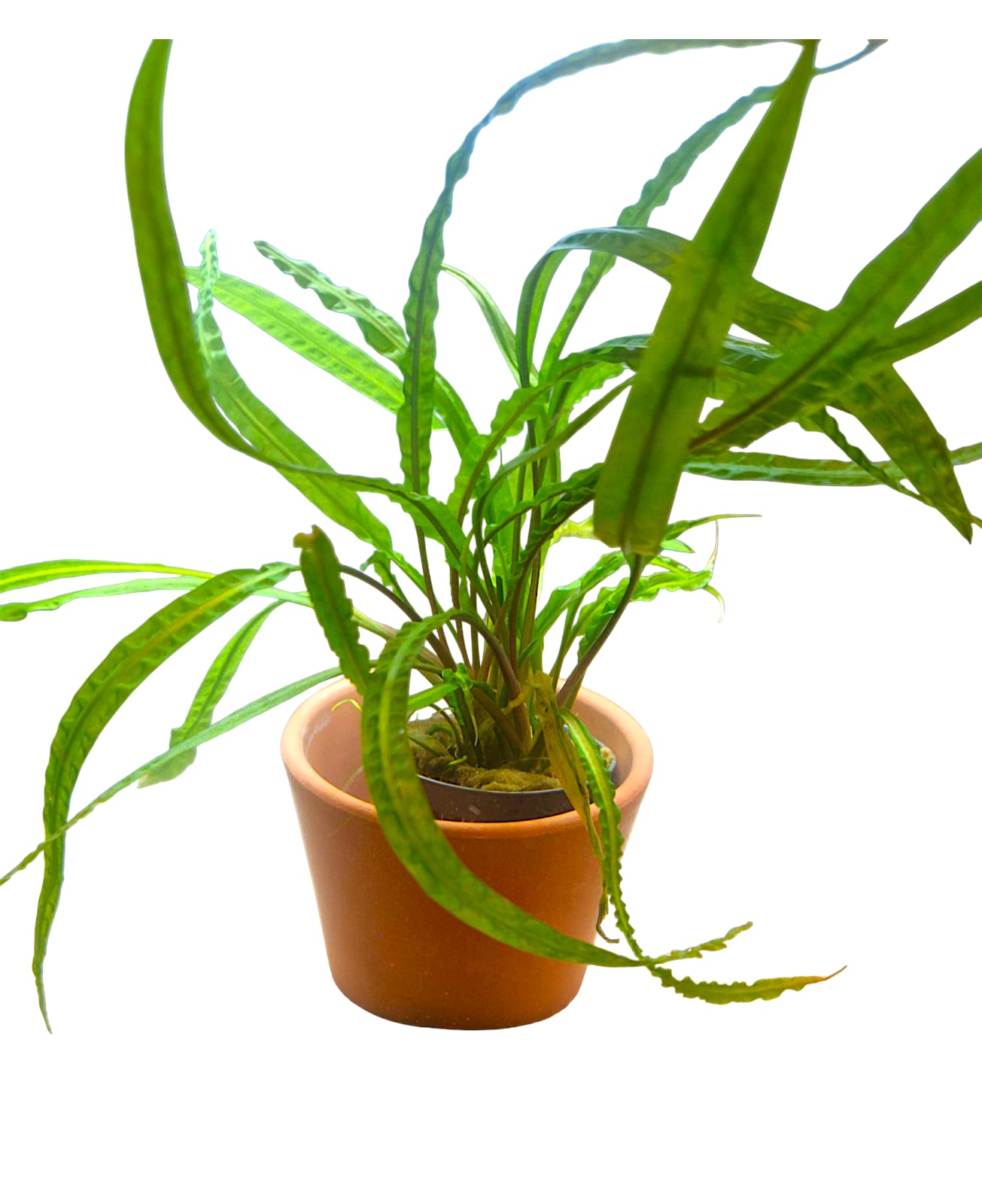 Genoppter Wasserkelch - Cryptocoryne crispatula v. balansae