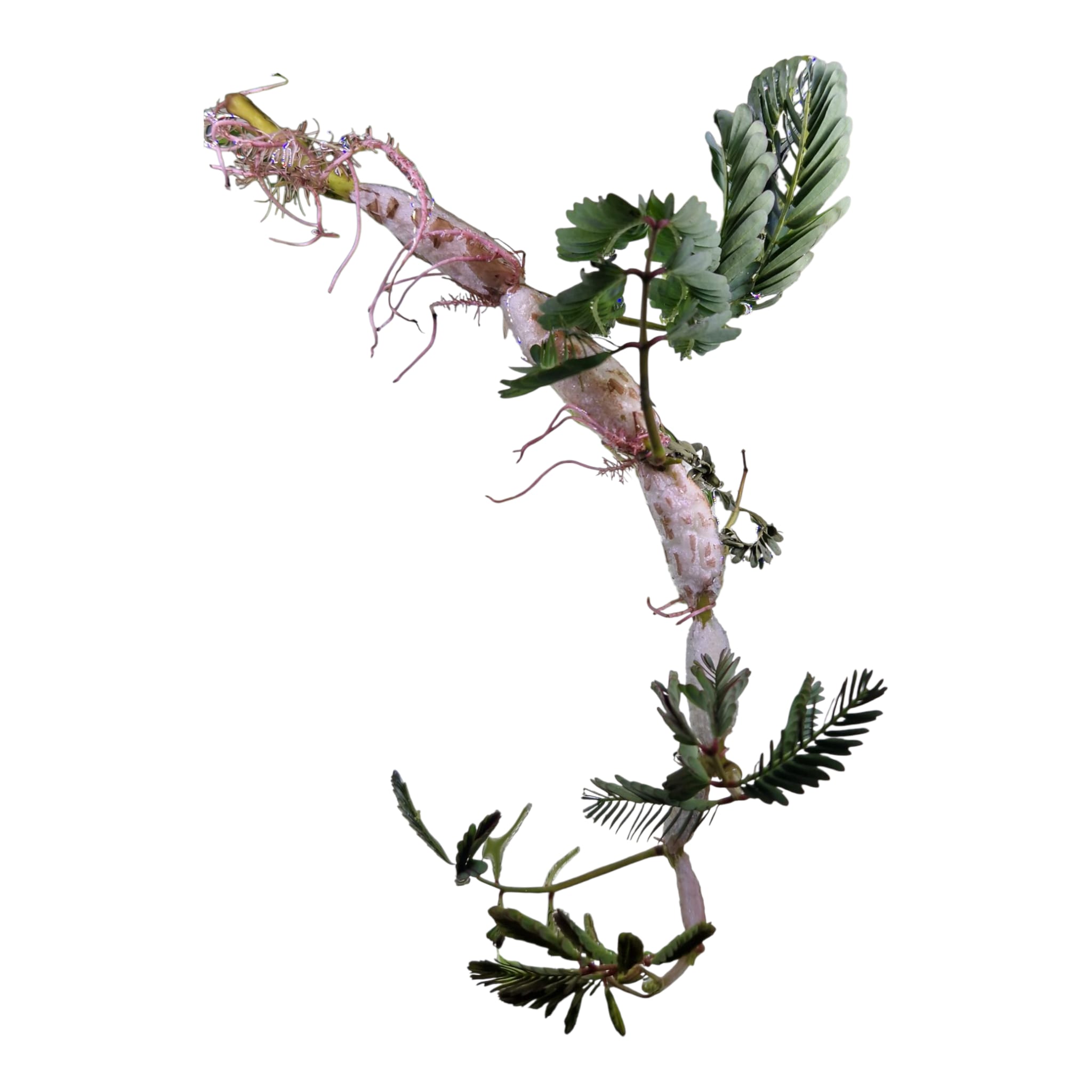 Wassermimose - Neptunia oleracea