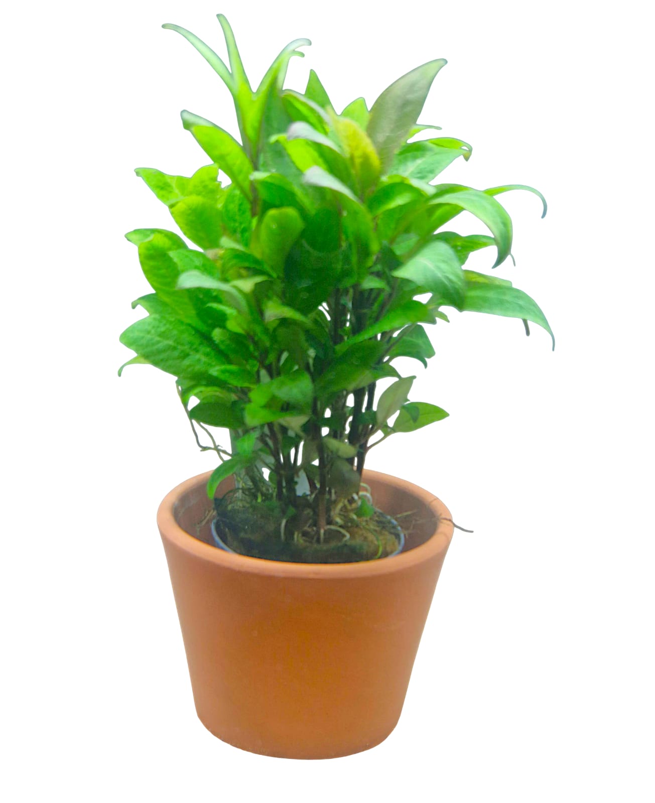 Kompakter Wasserfreund - Hygrophila corymbosa kompakt