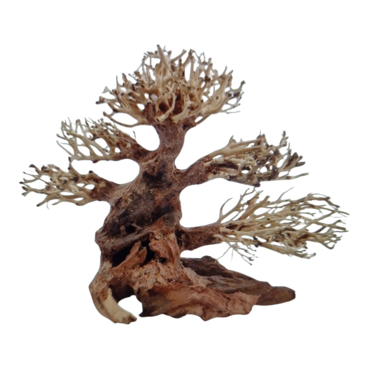Bonsai Baum - 23cm x 10cm x 17cm - Aquascaping