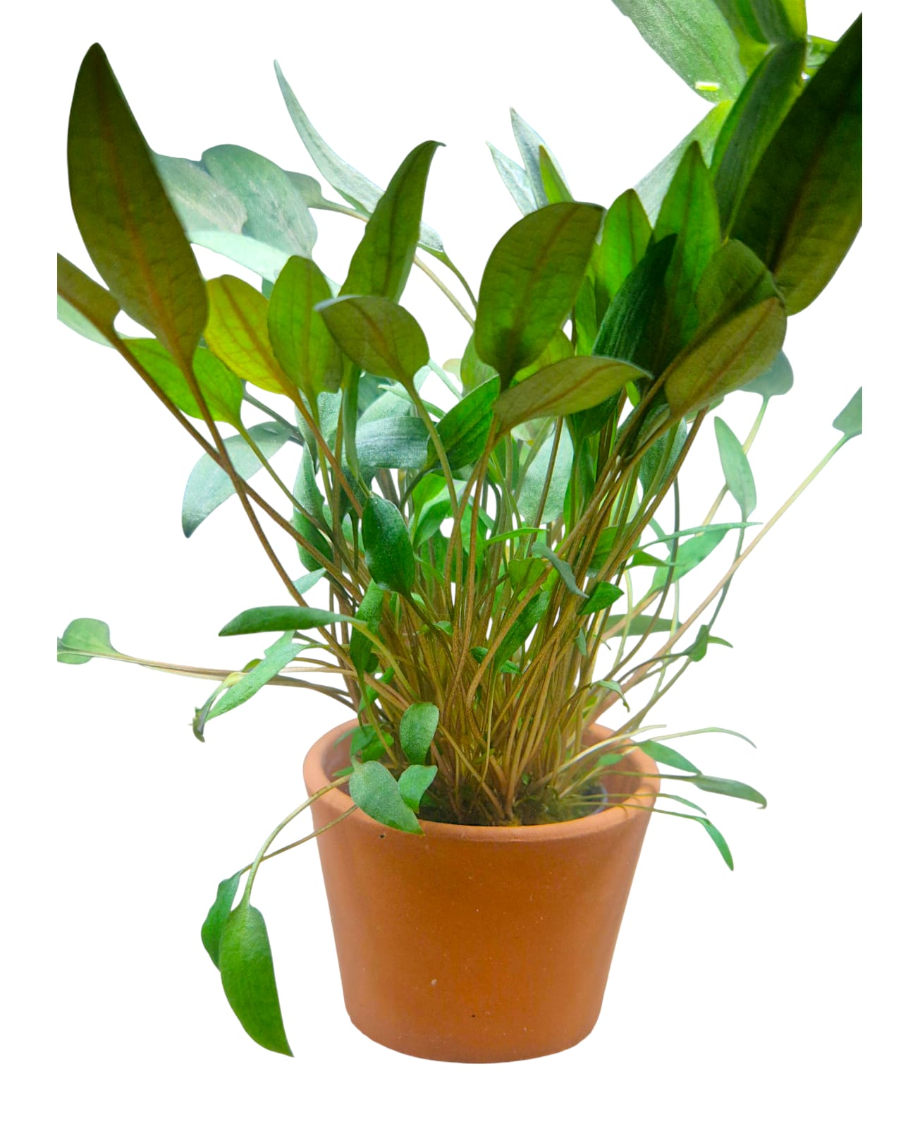 Brauner Wasserkelch - Cryptocoryne wendtii braun
