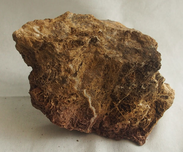 Versteinertes Laub - 1 kg