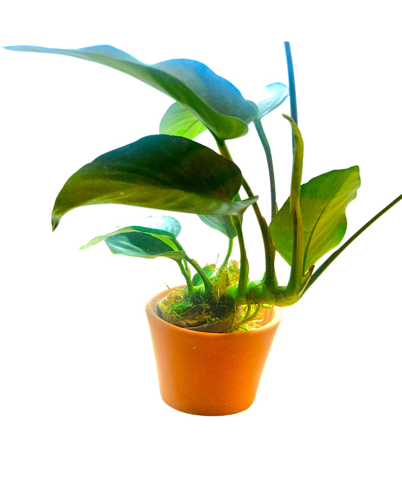 Kompaktes Speerblatt - Anubias barteri v. barteri compakt 