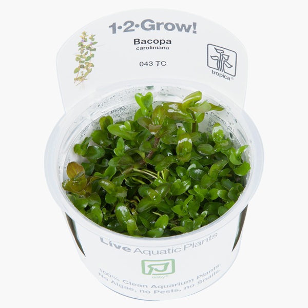 Bacopa caroliniana - Großes Fettblatt | In-Vitro