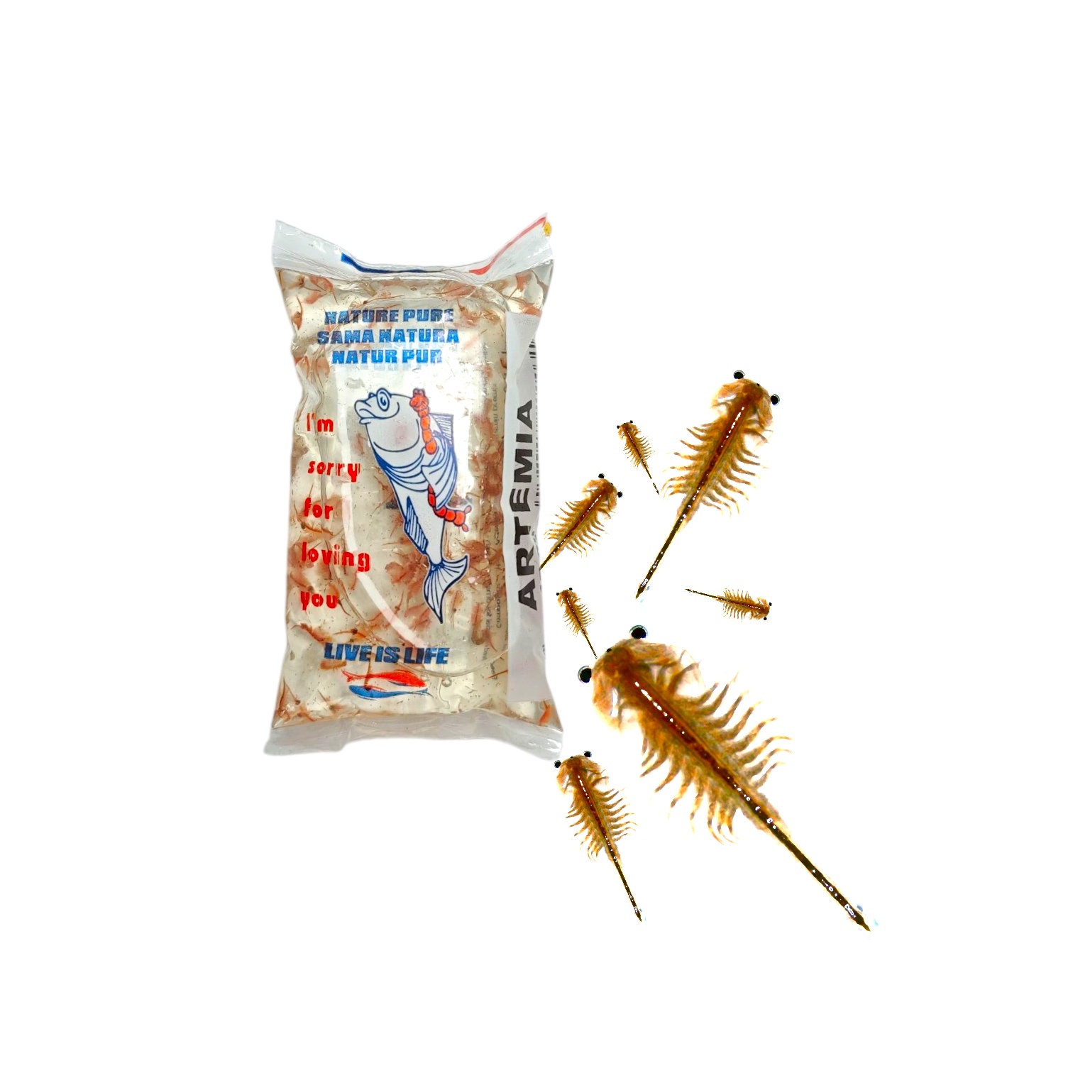 Artemia- Salinenkrebse Lebend