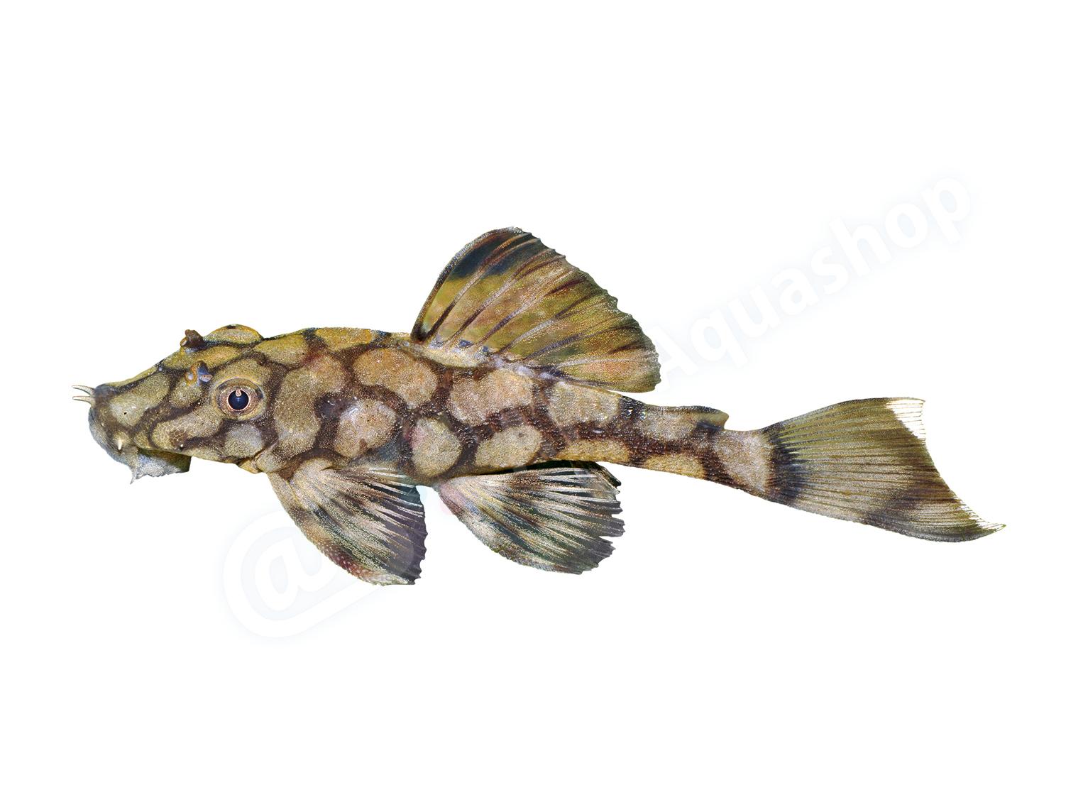 Aufkleber: Ancistrus sp. L519