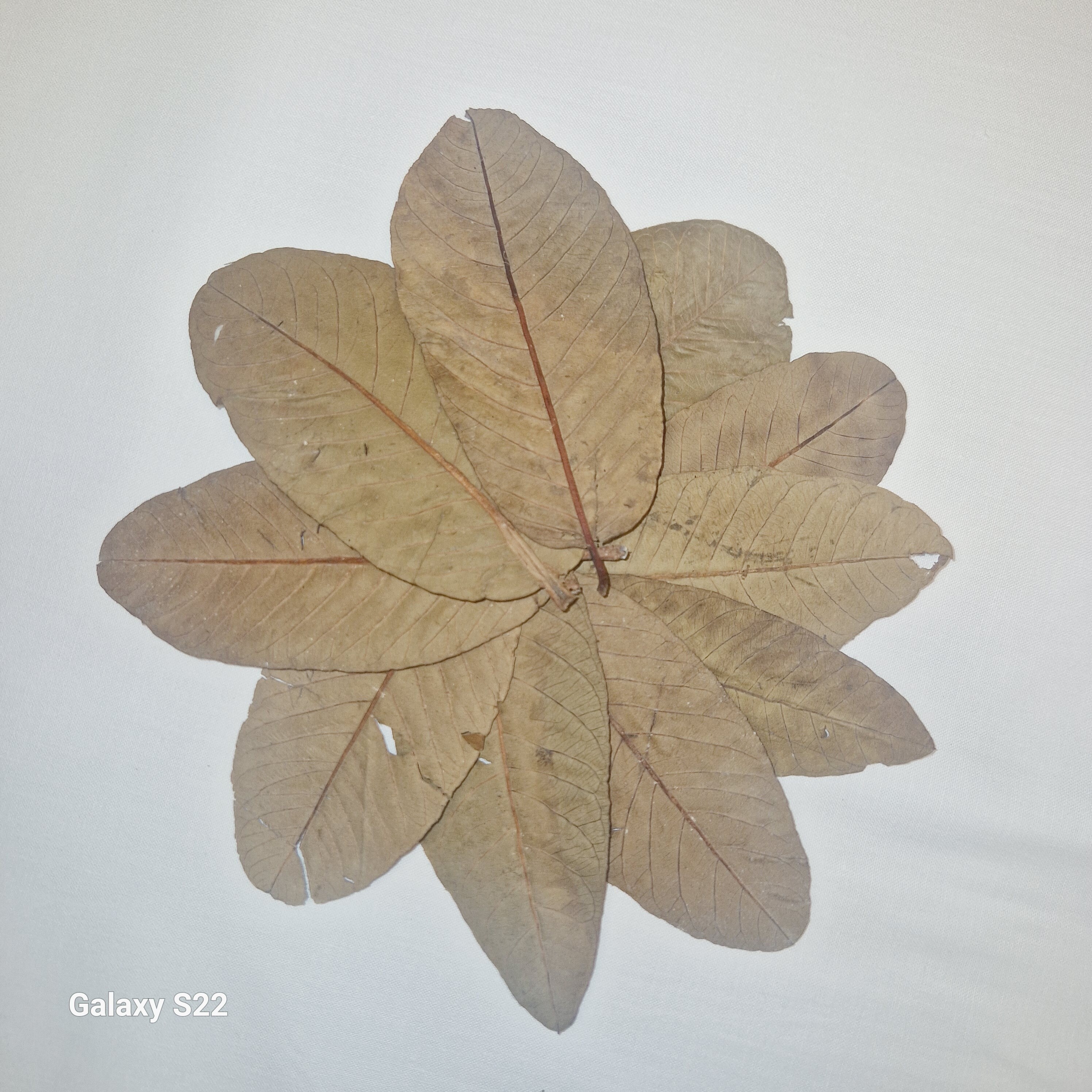 Guaveblätter grün - glatt 10 Stück | Guava leaves