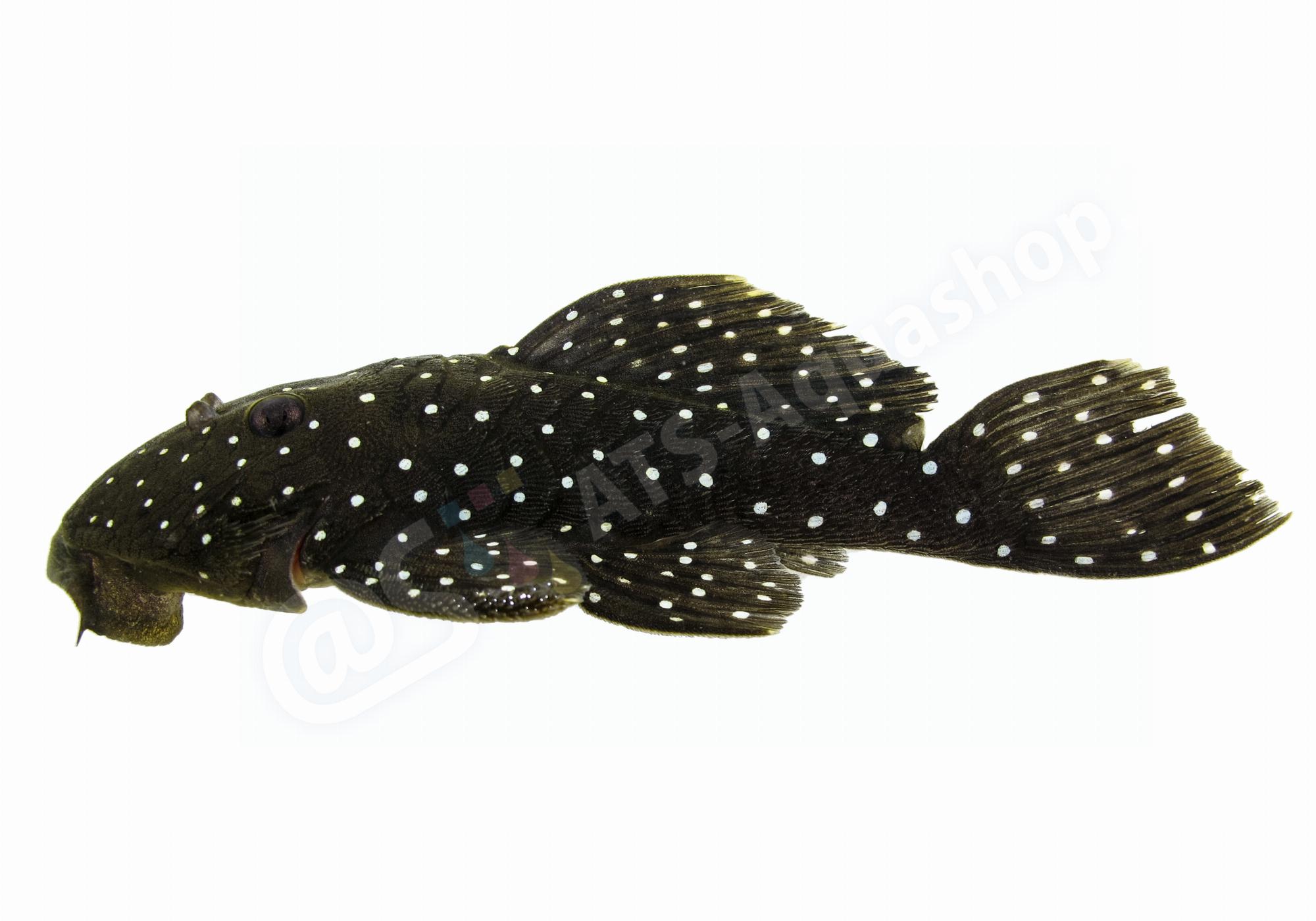 Aufkleber: Parancistrus nudiventris - L16