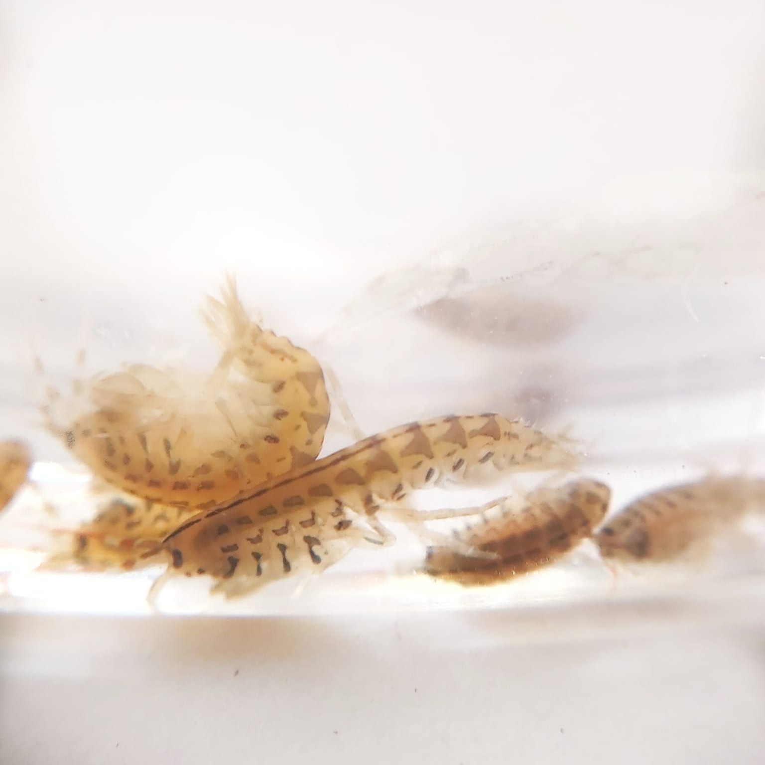 Gammarus