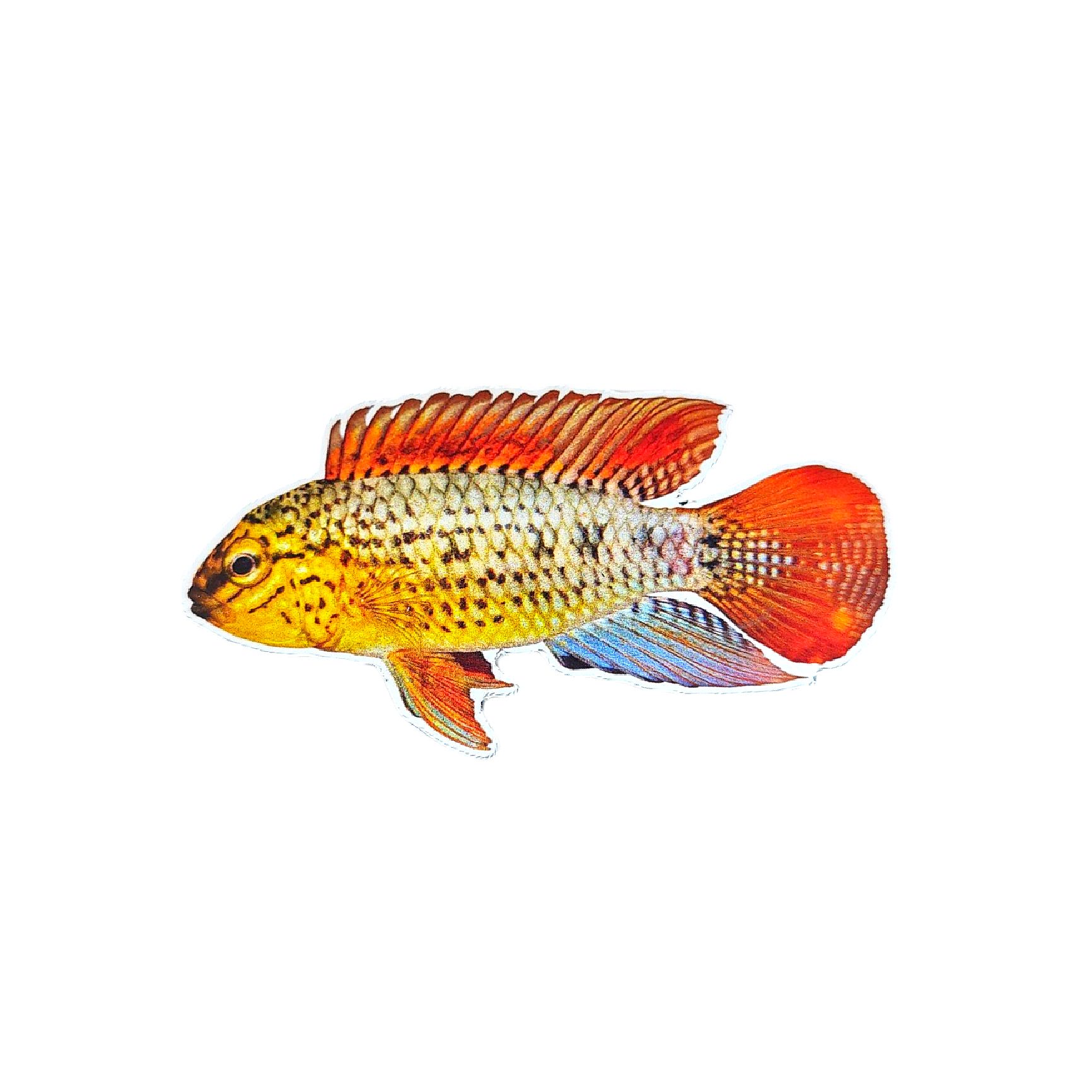 Kühlschrankmagnet Apistogramma Vielfleck